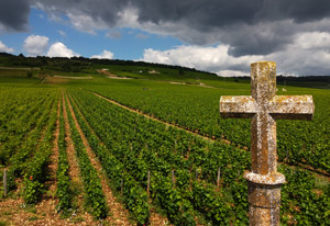 Burgundy Grand Cru Wines