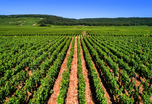 Vini di Borgona Bourgogne