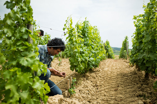 claude riffault vini della loira grandibottiglie.com