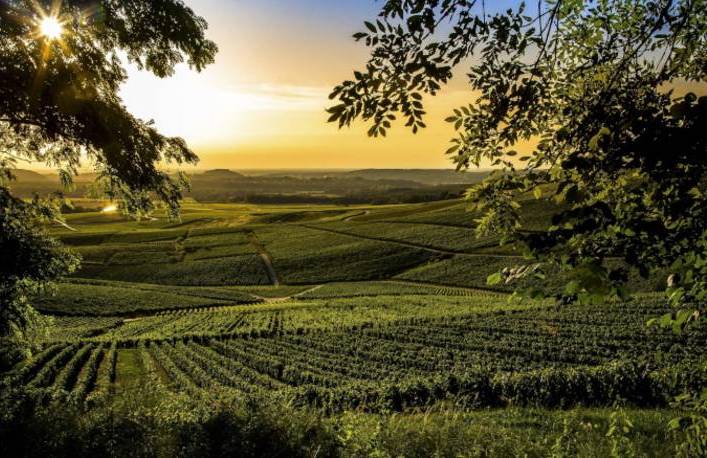 domaine labet jura grandi bottiglie