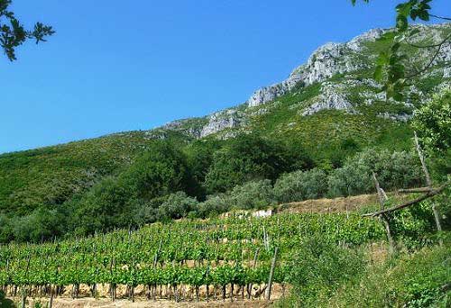 tramonti-tenuta-san-francesco grandi bottiglie