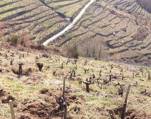 anthill-farms-winery-Grandi Bottiglie