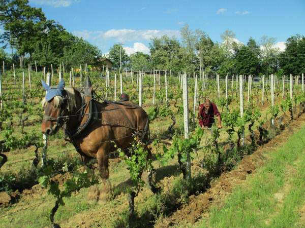 Vini naturali, vini biologici, vini biodinamici