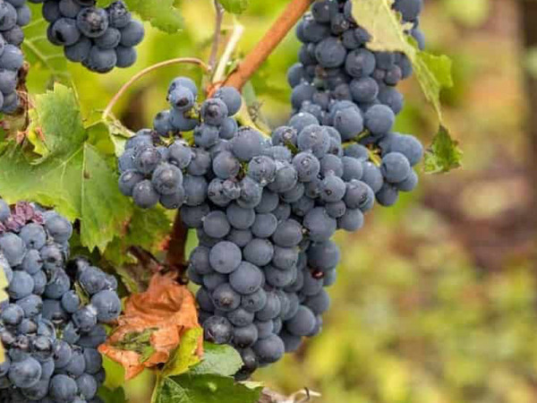 Il Pinot Meunier nello Champagne