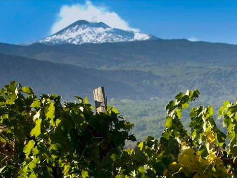 I vini Siciliani, il fascino di una terra magica. 