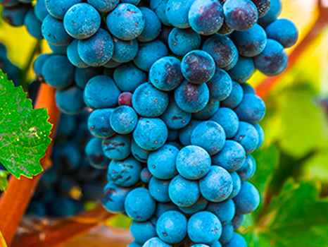 Le mille facce del Nebbiolo
