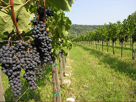 Il Cabernet Franc, un vitigno di serie B?
